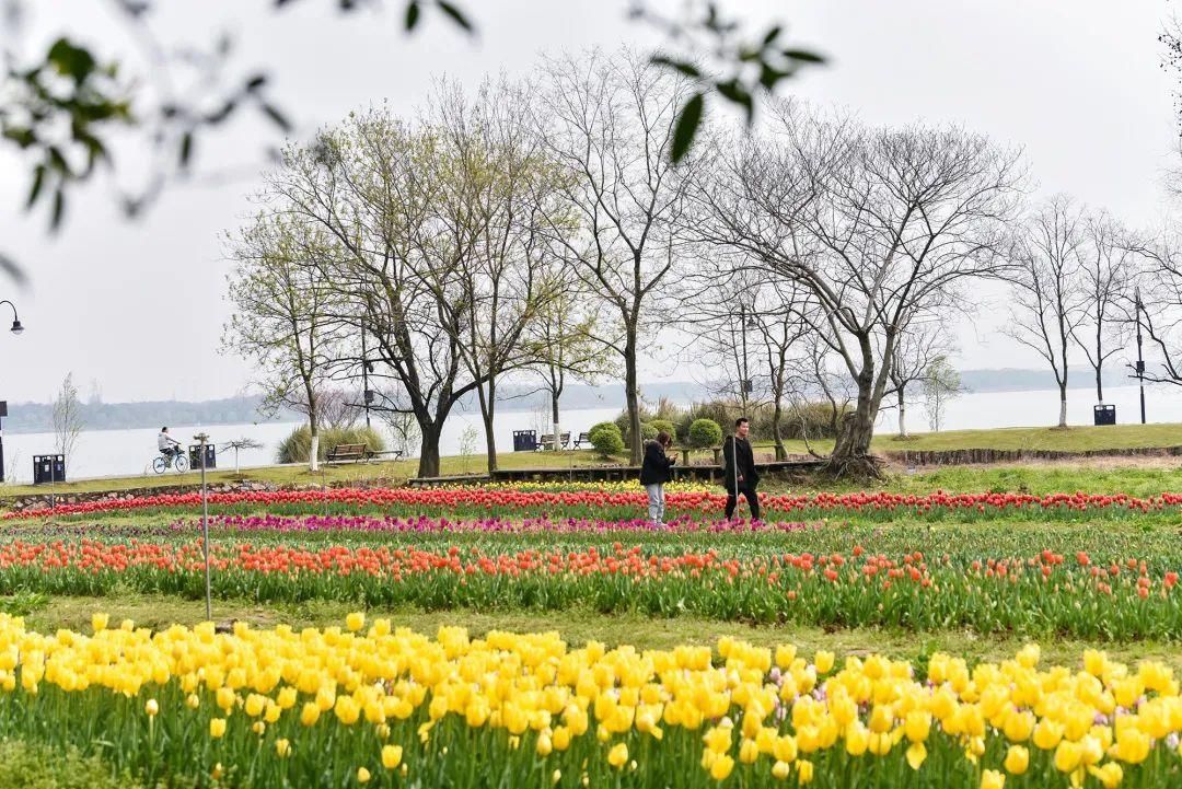 湖北省春季十大赏花游之“花漾芳菲满园，斑斓郁金香游”！