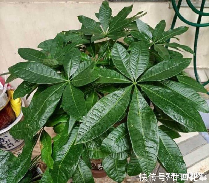实用|发财树枝叶少不要急，用个小妙招，轻松“爆芽”，简单实用