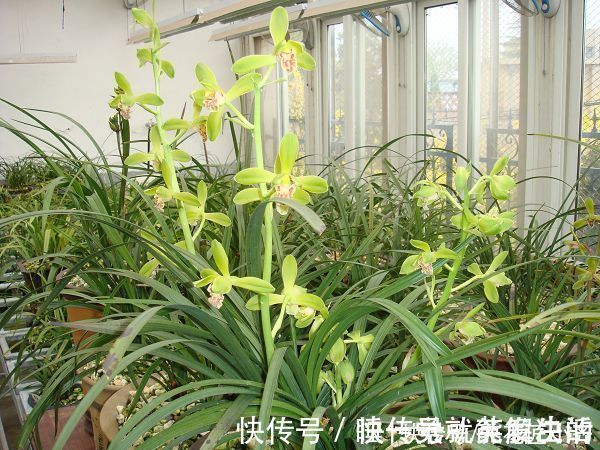 养好蕙兰“四要素”缺一不可,特别记住最后一点,买家没有卖家精