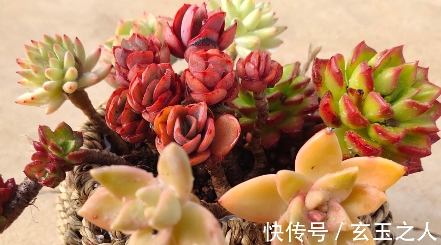 景天科多肉常见入手问题,也许您可能会遇到,来看看是些什么吧