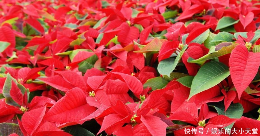 这些花草有人还在养,看到快扔掉,有毒害人真不浅!