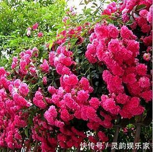 红木香|懂花人都养“这种花”,花香四溢、花朵稠密,被誉为花中极品