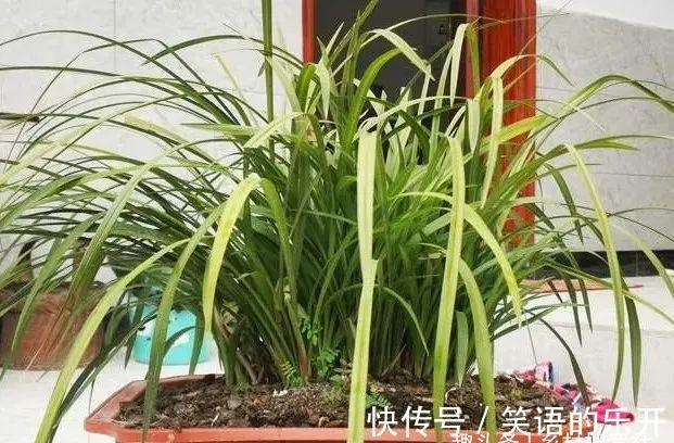 兰友随手浇一浇,兰花烂根不开花,3个坏习惯一定得改
