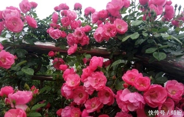 老爸从不给月季浇水,月季照样开爆盆,还非常美丽