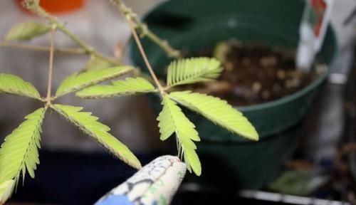 用种子培育的含羞草盆栽,还能开出粉色的绒球花朵
