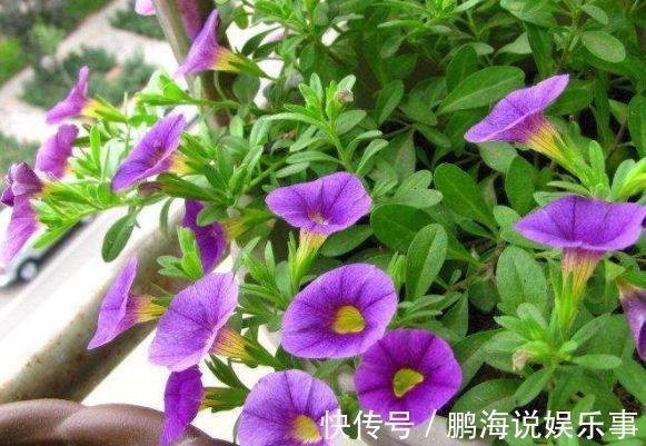 农历4月11日开始,养花养个耐看的,开出的花极美!