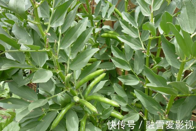 西红柿|这5种“有害”的蔬菜，比农药危害还大，家里有的要留意