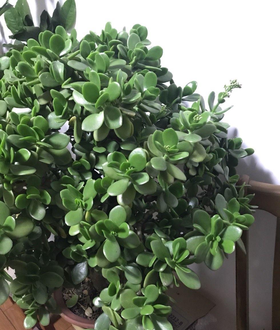 湿润|3种盆栽四季常绿,叶很多很翠绿很好养,在阳台上一直很美