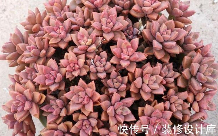 这5款多肉特适合新人盆栽，耐折腾，颜值高
