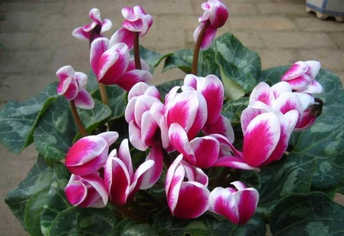 红掌|花市五大年宵花，好看却难养，告诉你“技巧”，养好没难度！