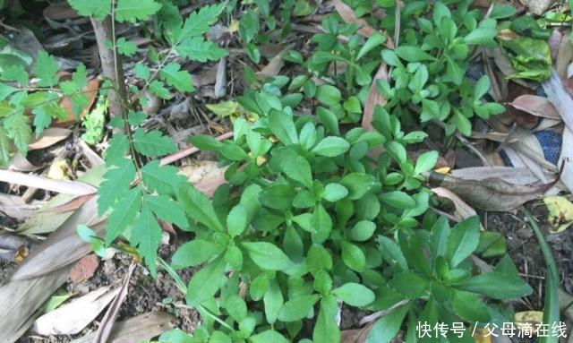 野草|遇上这一野草,请不要错过,含钙量堪比钙片,价值很珍贵
