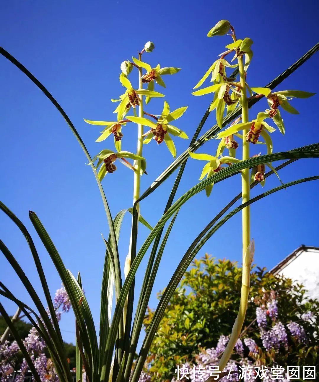兰花春化的技巧,谨防花苞在冬眠期复苏,新手兰友想做却不敢做