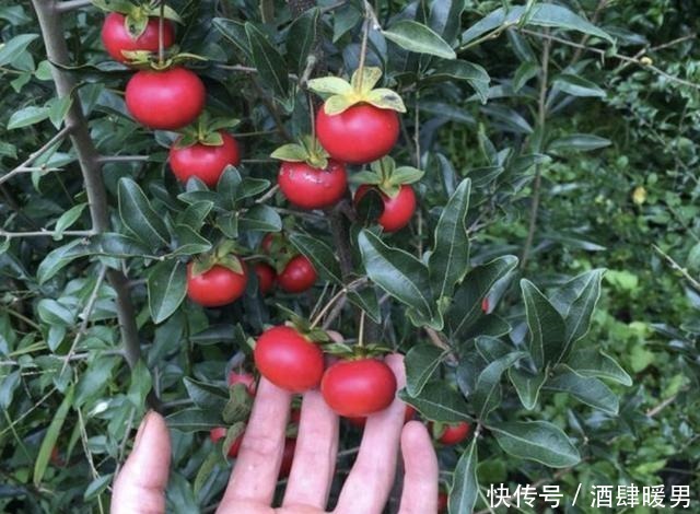 2种花卉很像“树”,不起眼,其实很“值钱”,种2棵“卖1万”!