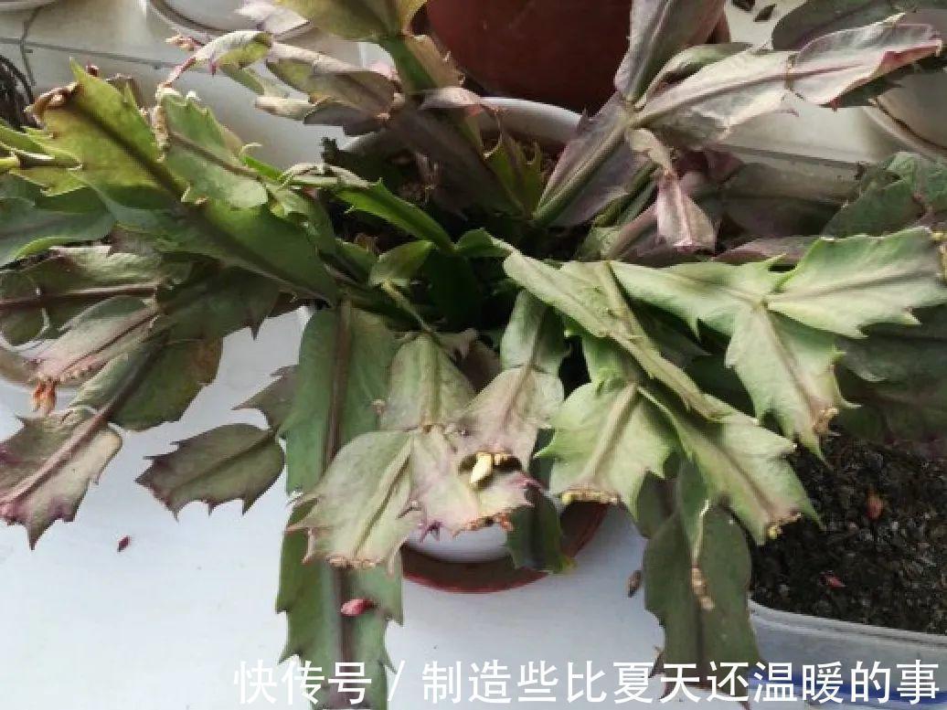 要点|养护蟹爪兰,要注意8个要点,才能开出仙气飘飘花