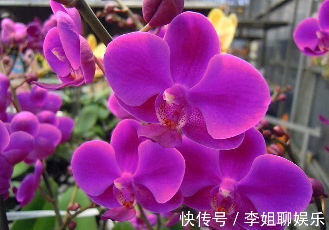 农历10月9号起,最适合养这些花,花期超半年,花朵五颜六色