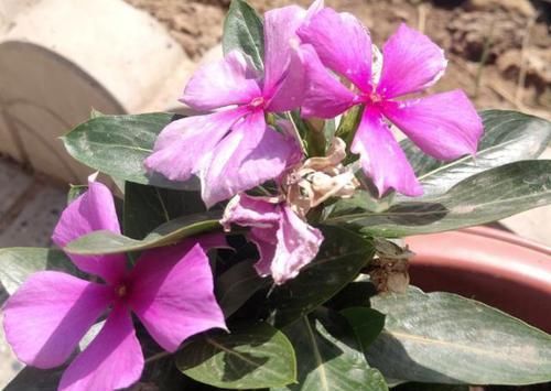  反而|这4款花草，生命力强、观赏价值高，“富养”反而容易养空盆