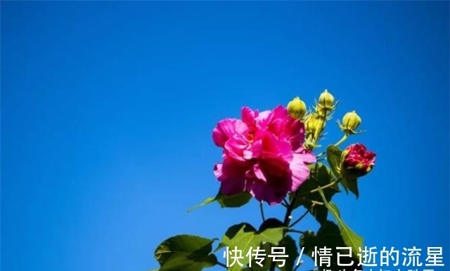 诗词!晚秋秋晴诗词五首赏读:秋水碧如玉,秋树红于花