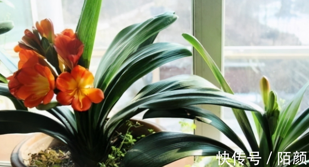 别郁闷,君子兰盆栽不开花了,满足4个条件,花开得停不下来