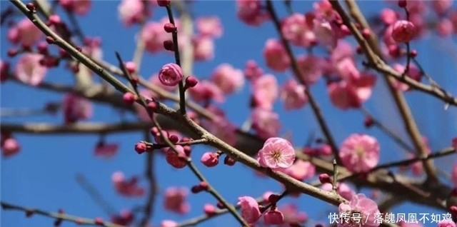 梅花树诗词四首：看来都是梅花树，万斛清香藏不住