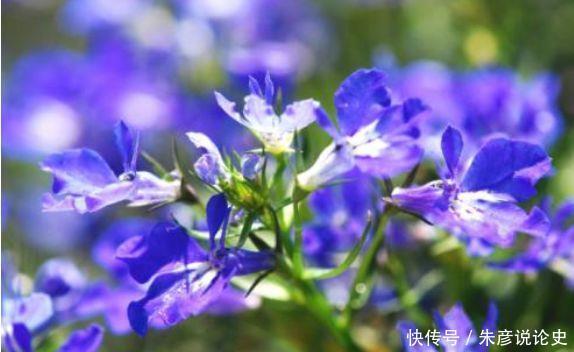 冬天养此款花卉,花色繁多易爆盆,娇艳欲滴美极了