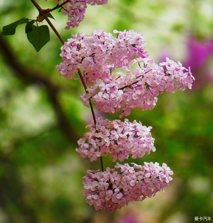 丁香花开，芬芳自来