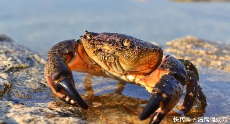 海蟹|开海后常见的海蟹种类有哪些哪种螃蟹最好吃