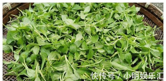采摘|长在路边的20种杂草可以当作野菜食用,你认识几种?