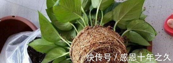 盆栽|养花浇水要懂“见干见湿”，如何理解怎么把握你知道吗！