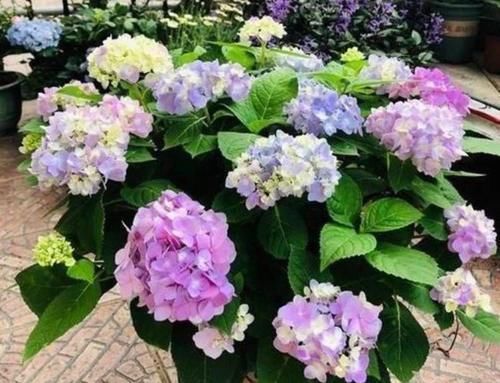 阳台|秋天，最适合扦插4种花，沾土就活，一次扦插50盆，开满阳台！