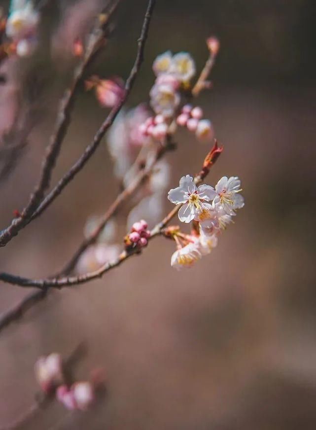 是去花海里畅游，还是去寻味历史，这个地方你说了算