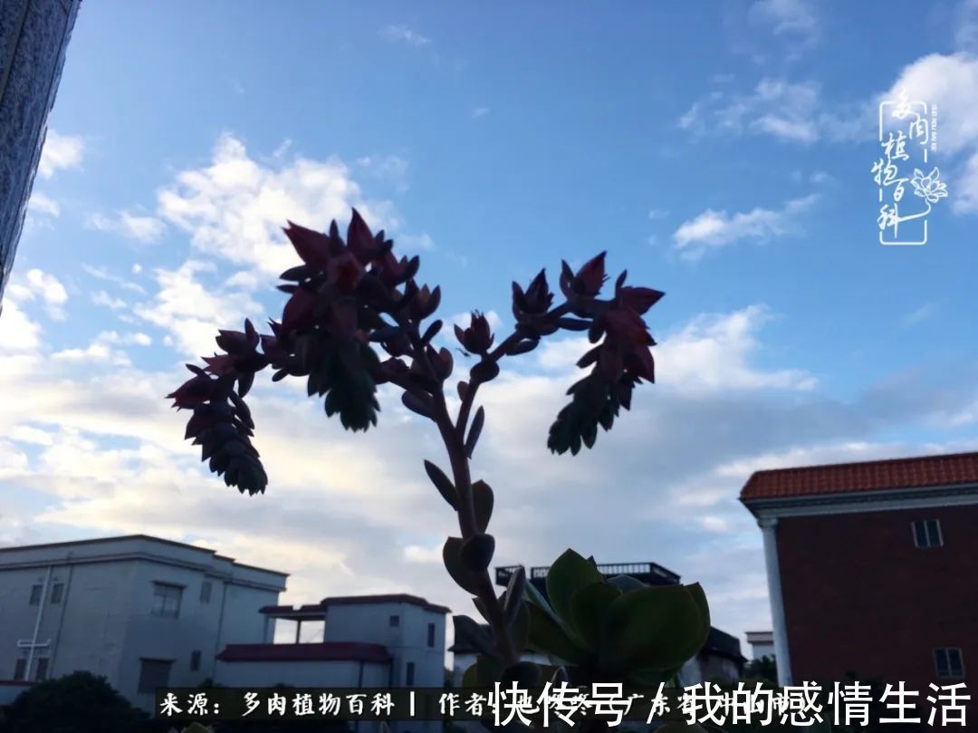 养多肉的路上患得患失,却依然如最初般热爱!