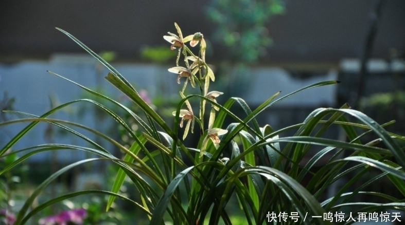 兰根|养兰花要会“看根”，看懂4个求救“信号”，长势旺，开花勤！