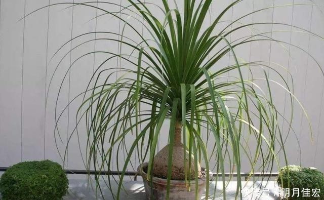 4种可以在家中盆栽的“树”,皮实好养颜值高,第四种养的人很少