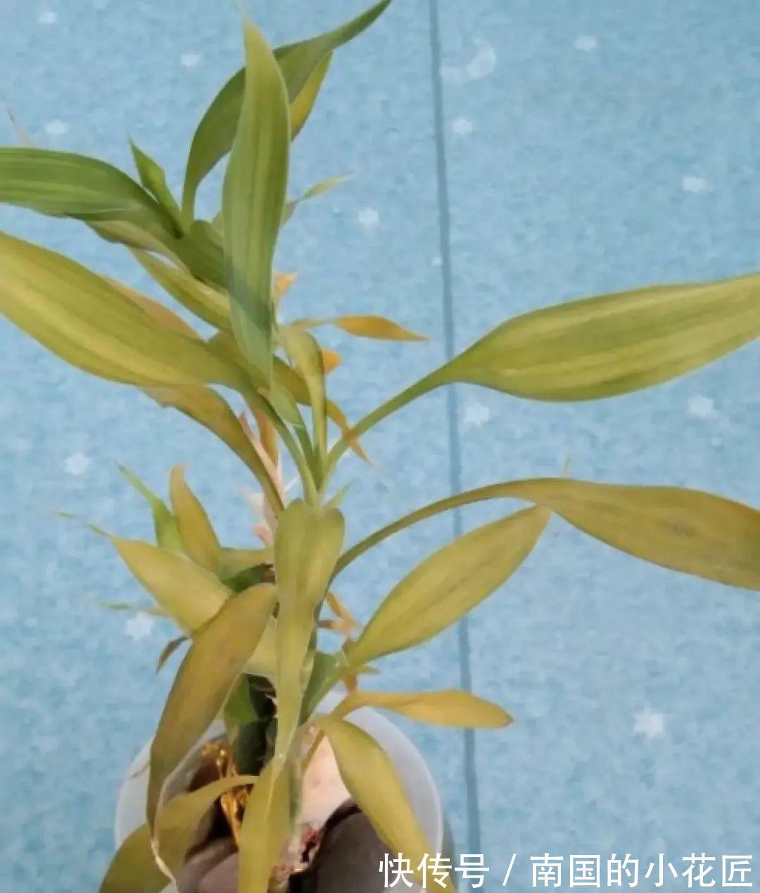 叶片|夏天怕晒的花,赶紧搬到阴凉地儿,再晒成枯杆了