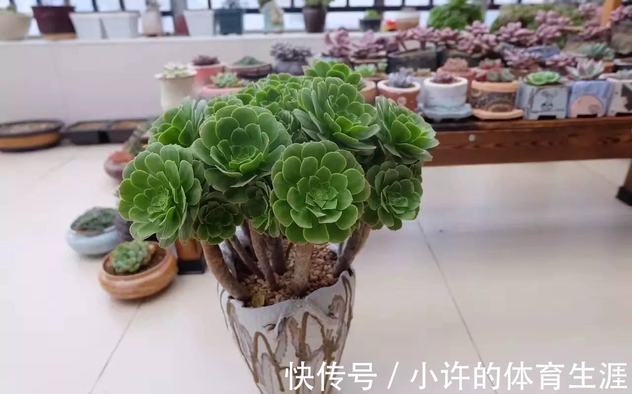 不受冬季低温干扰的多肉法师,盆栽该怎么打理?