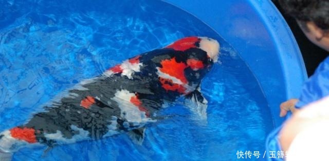 初恋|锦鲤虐我千百遍,我待锦鲤如初恋,养锦鲤是个坑,而且大坑套小坑