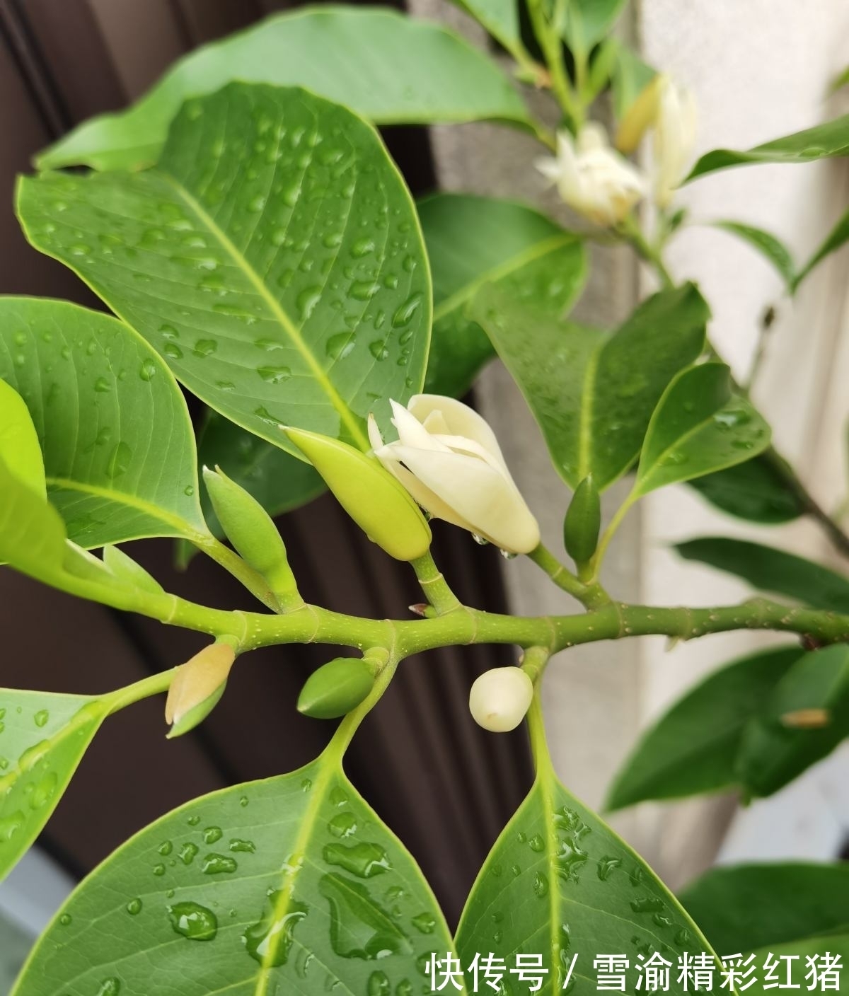 白兰花|养花大神们公认的难养花卉，能养活一种就是大神，你养过几种？