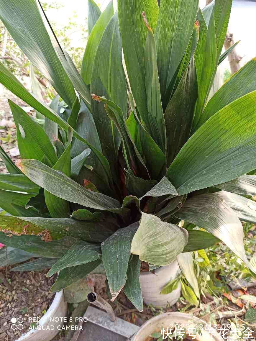 花卉|15种“阴性”花，家里没光适合养，光太强反而长不好