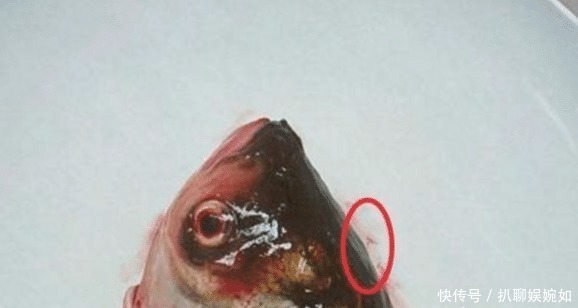 专家|他画“咬了半截”的草莓不过瘾,又画了个鱼头,专家:毫无美感!