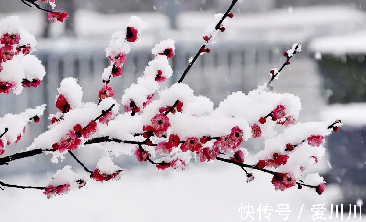 赵师雄&明朝诗人写一首咏梅诗，毛主席非常喜爱，曾为它一日连发三封急信