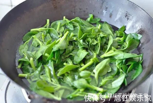 人养花 花也养人 4种花不仅长得漂亮,掐下叶子就是一盘菜!