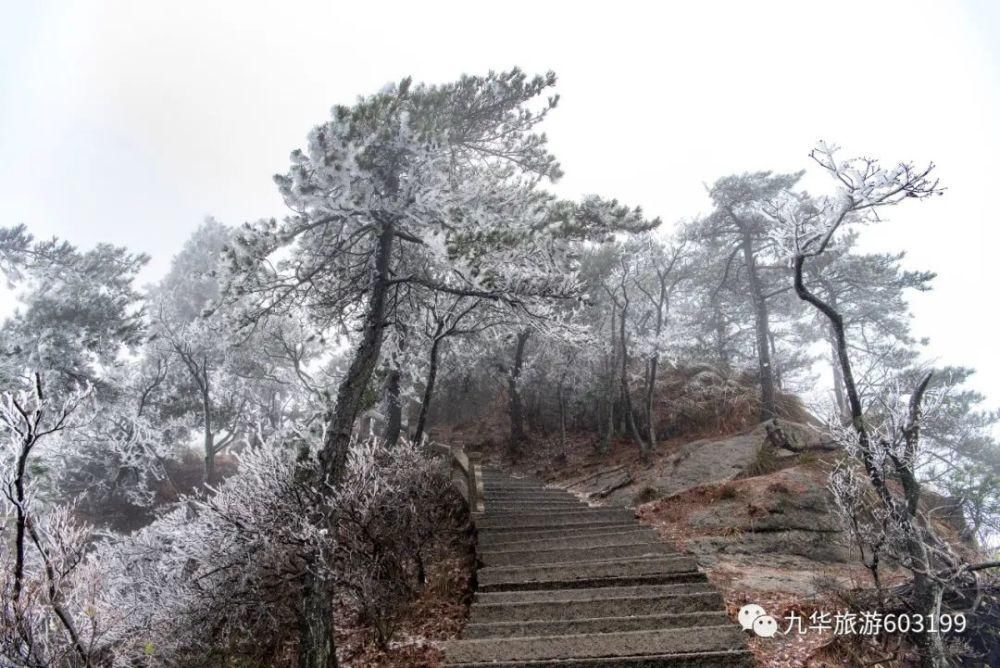 九华山|九华山风景区迎来今冬第一场雾凇