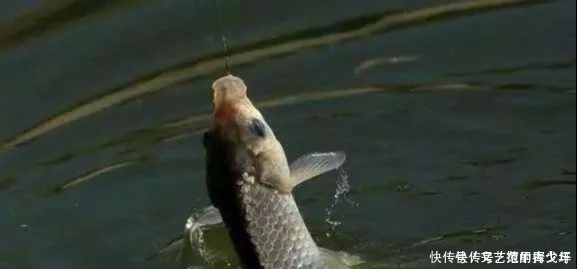 水域|夏钓鲫鱼选择好这三点,不爆护都难——盛世三渔