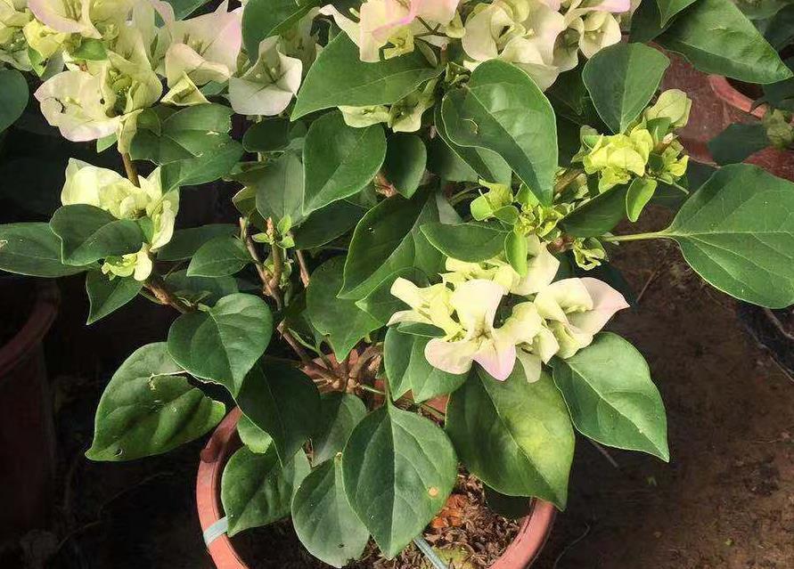 营养物质|摘掉残花后,三角梅迟迟不发新芽,是哪里出问题了?难在此3处