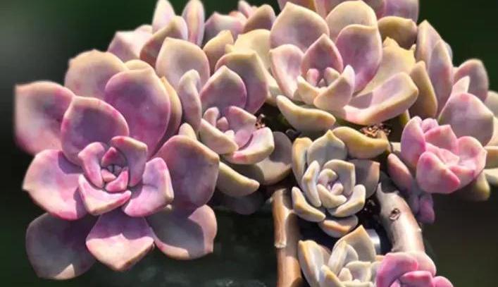 9种口碑非常好的多肉,易养护,出状态又仙又美