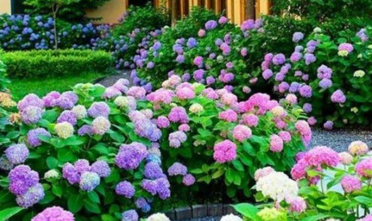 几款花卉,好养易爆盆,花朵迷人,散发阵阵花香