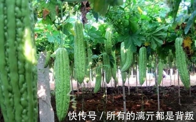 一个月|大妈为苦瓜套玻璃瓶,村民嘲笑她,一个月后苦瓜身价翻10倍!