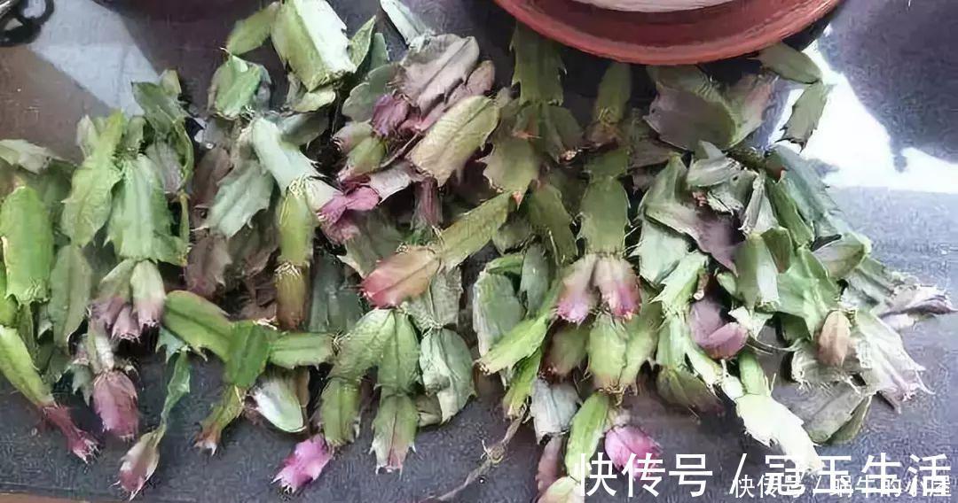 花苞|养花技巧：蟹爪兰一片叶子，蹿出10个花苞，给它喂啥好东西了
