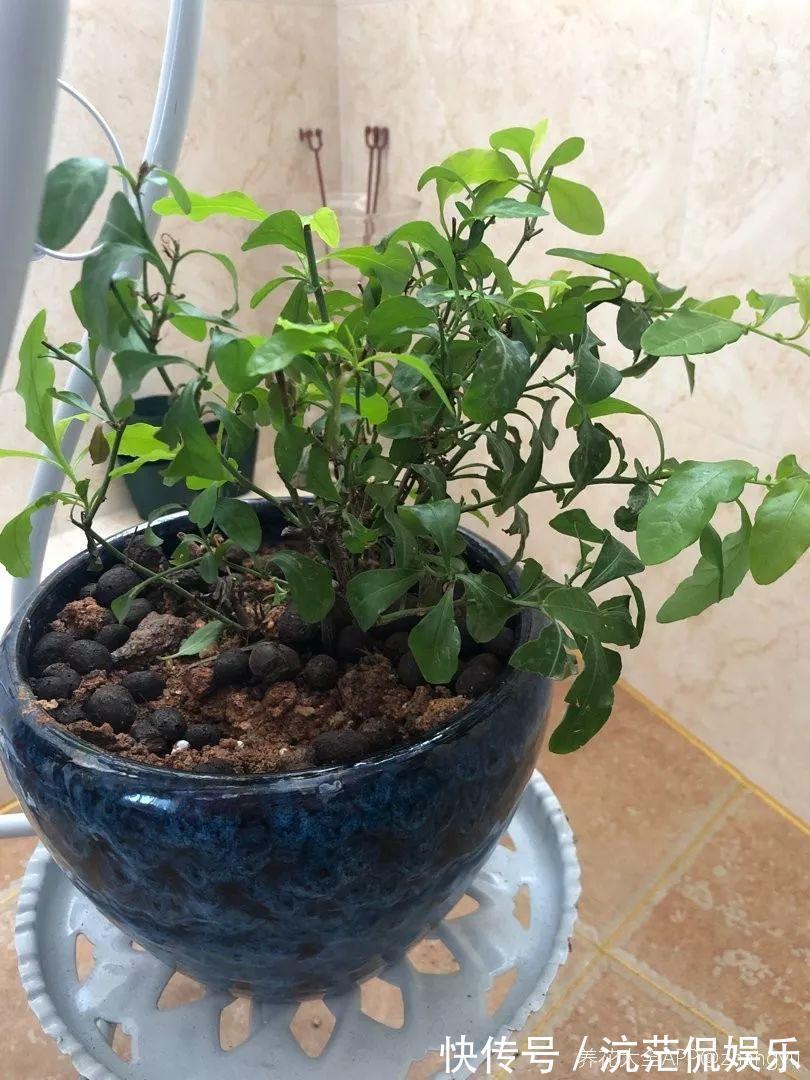 春天|9月给天竺葵剪个短发，过冬前就能窜叶子，明年春天开成大花球！