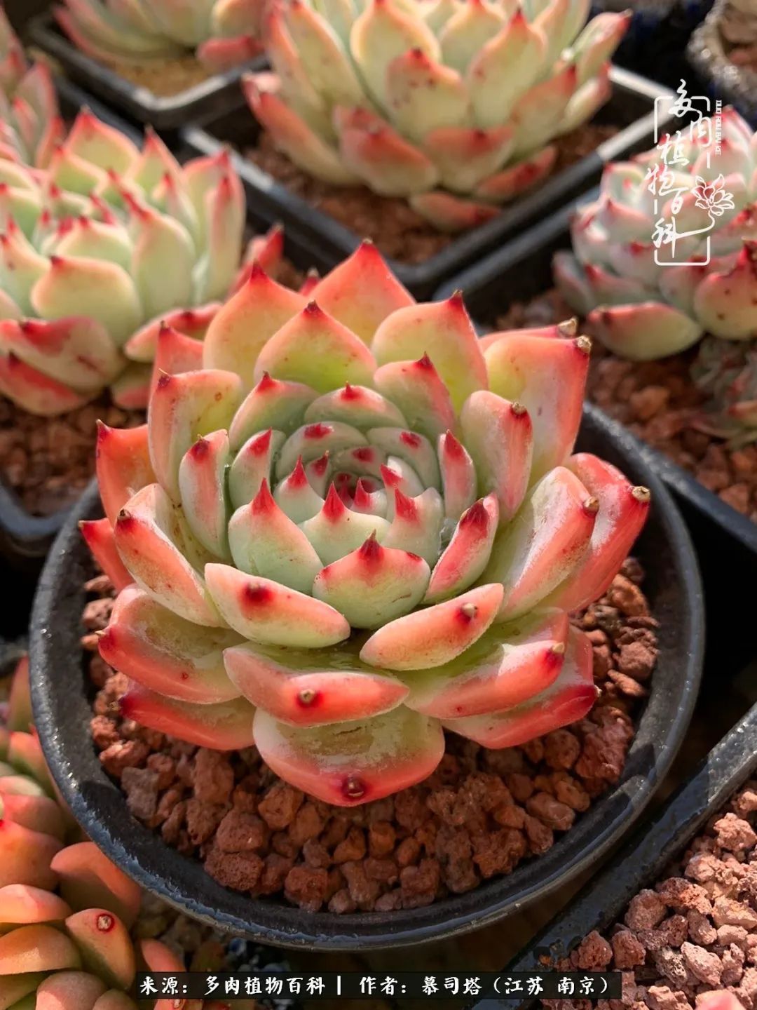 当多肉小白磕上吉娃娃！把自己都要美哭了！